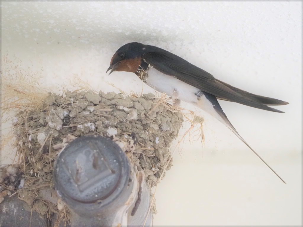 の 巣 は ツバメ と ツバメの巣に含まれるEGFの効果とは？皮膚に働きかける美肌成分